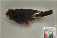 藏品(白腹琉璃)的圖片